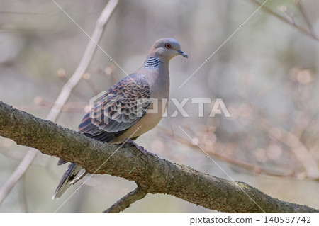Oriental Turtle Dove (Spring) Oriental Turtle Dove (Spring) 140587742
