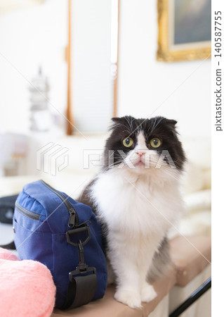 A Scottish Fold with a split face pattern A Scottish Fold with a split face pattern 140587755