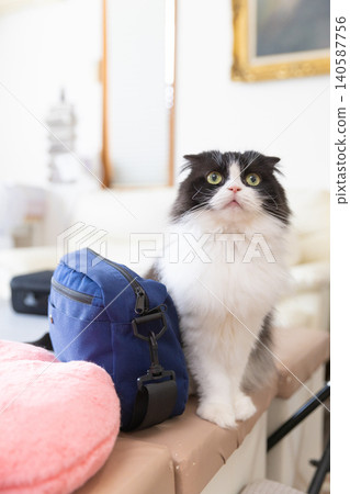 A Scottish Fold with a split face pattern A Scottish Fold with a split face pattern 140587756