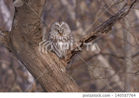 Ezo Owl Ezo Owl 140587764