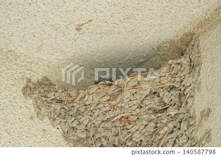 A swallow chick peeking out of its nest. 140587798