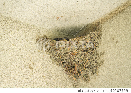 A swallow chick peeking out of its nest. A swallow chick peeking out of its nest. 140587799