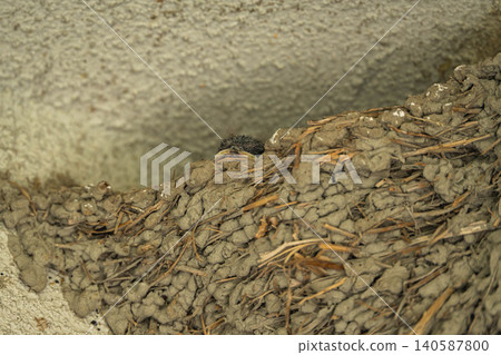 A swallow chick peeking out of its nest. A swallow chick peeking out of its nest. 140587800