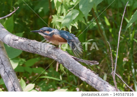 Kingfisher Kingfisher 140587816