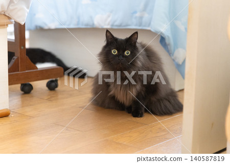 A black Foldex cat under the bed and furniture and another black Foldex cat under the furniture A black Foldex cat under the bed and furniture and another black Foldex cat under the furniture 140587819