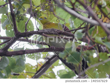 Japanese Green Pigeon, Lesser Red Kid, Actinidia arguta, Autumn, Thicket 140587829