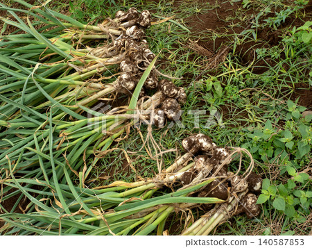 Harvested garlic 140587853