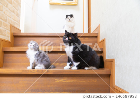 Three cats on the stairs Three cats on the stairs 140587958