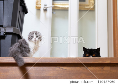 Two cats on the stairs Two cats on the stairs 140587960