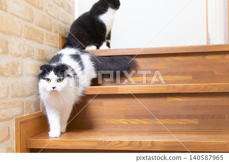 Two cats on the stairs 140587965