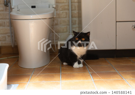 A calico Exotic Shorthair adult cat in a human toilet. A calico Exotic Shorthair adult cat in a human toilet. 140588141