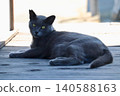 A black stray cat lying in the shade in summer 140588163