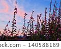 Hollyhocks in the summer twilight 140588169
