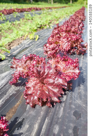 Organic vegetable grown under plastic mulch, selective focus. Organic vegetable grown under plastic mulch, selective focus. 140588189