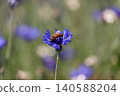 Blue cornflowers and bees 140588204