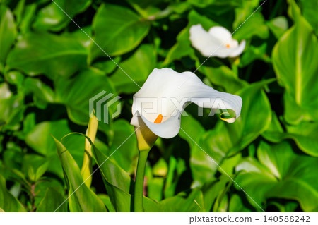White calla lily (Zantedeschia aethiopica), also known as arum lily in garden White calla lily (Zantedeschia aethiopica), also known as arum lily in garden 140588242