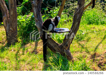 Black and white ruffed lemur (Varecia variegata) 140588266