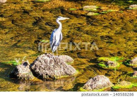 Grey heron (Ardea cinerea) in a river Grey heron (Ardea cinerea) in a river 140588286