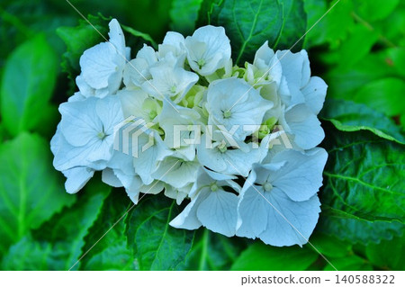 白色繡球花 白色繡球花 140588322