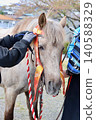 A sacred horse adorned with festival decorations 140588329