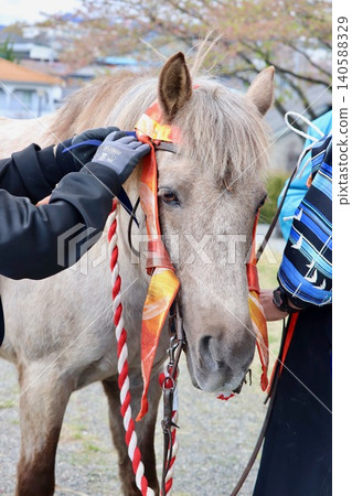 一匹裝飾著節慶飾品的聖馬 一匹裝飾著節慶飾品的聖馬 140588329