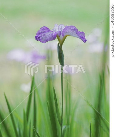A scene of irises blooming in early summer. 140588556
