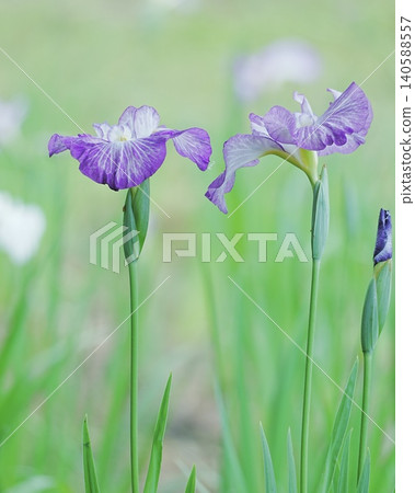初夏時節,鳶尾花盛開的景象。 初夏時節,鳶尾花盛開的景象。 140588557
