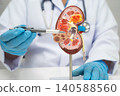 Chronic kidney disease, doctor with model for treatment urinary system, urology, Estimated glomerular filtration rate eGFR. 140588560