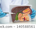 Liver with gallbladder, pancreas spleen and duodenum, Asian doctor holding human anatomy model for study diagnosis and treatment in hospital. 140588561