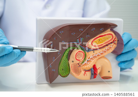 Liver with gallbladder, pancreas spleen and duodenum, Asian doctor holding human anatomy model for study diagnosis and treatment in hospital. Liver with gallbladder, pancreas spleen and duodenum, Asian doctor holding human anatomy model for study diagnosis and treatment in hospital. 140588561