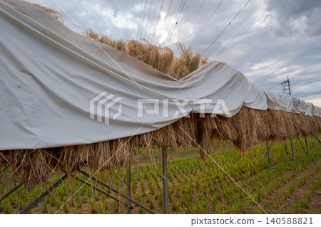 To prevent the rice plants that have been hung to dry from getting wet in the rain, cover them with a sheet. To prevent the rice plants that have been hung to dry from getting wet in the rain, cover them with a sheet. 140588821