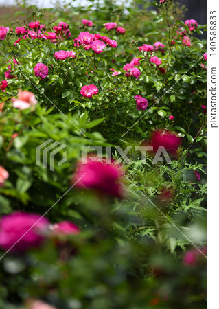 Rose garden in full bloom Rose garden in full bloom 140588833