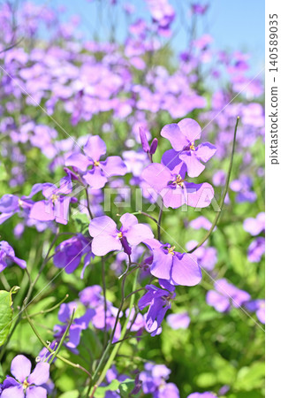 植物：十字花科 140589035