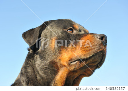 rottweiler in nature rottweiler in nature 140589157