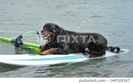 rottweiler and beach 140589167