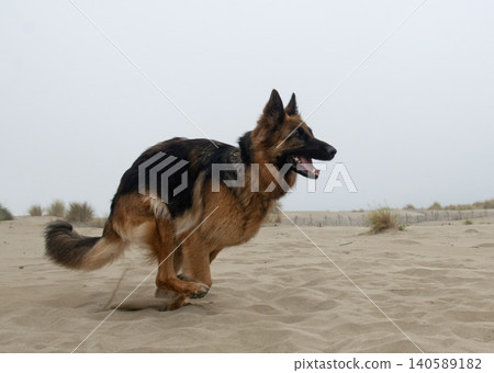 german shepherd in nature german shepherd in nature 140589182