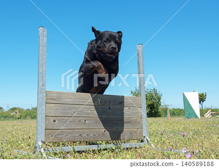 training of obedience training of obedience 140589188