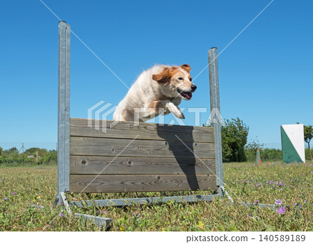 training of obedience training of obedience 140589189