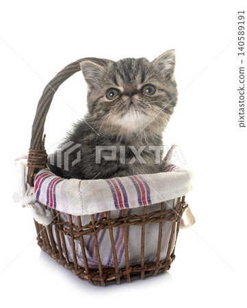 exotic shorthair kitten in studio exotic shorthair kitten in studio 140589191