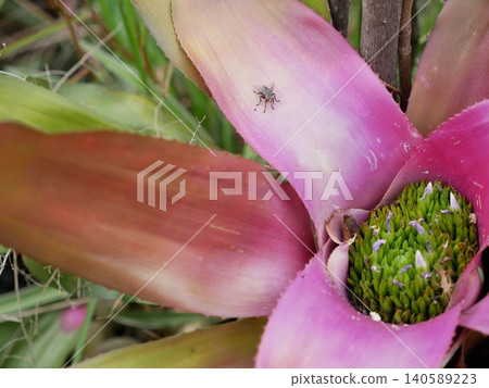 Waterlogged pineapple and flies Waterlogged pineapple and flies 140589223