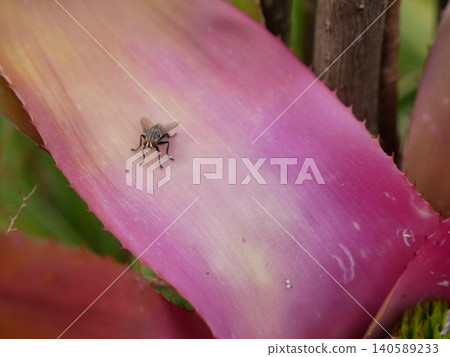 fly 140589233
