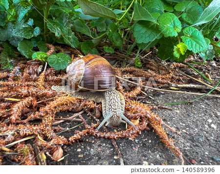 Close-up of a brown snail moving across forest debris Close-up of a brown snail moving across forest debris 140589396