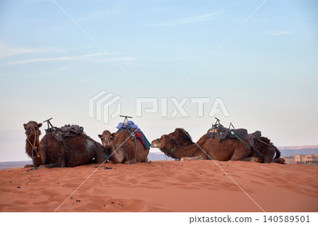 A group of camels rests on the fine sand in front of the majestic dunes of Merzouga, Morocco. A group of camels rests on the fine sand in front of the majestic dunes of Merzouga, Morocco. 140589501