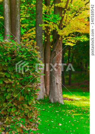 A lush green meadow bathed in sunlight, bordered by tall trees with vibrant foliage, creating a serene natural landscape A lush green meadow bathed in sunlight, bordered by tall trees with vibrant foliage, creating a serene natural landscape 140589542