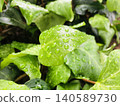 雨後，新鮮的常春藤葉片上掛著水珠。 140589730