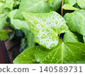 雨後常春藤的特寫，雨滴掛在葉子上。 140589731