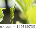 Swallowtail butterfly larva on a Meyer lemon tree 140589735