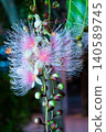 Okinawa - The elusive Barringtonia racemosa flower that blooms for only one night (A) 140589745