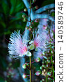 Okinawa - The elusive Barringtonia racemosa flower that blooms for only one night (B) 140589746