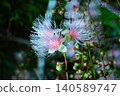Okinawa - The elusive Barringtonia racemosa flower that blooms for only one night (C) 140589747